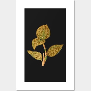 Jewel Orchid - Anoectochilus setaceus - Rothschild Posters and Art